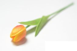 Ветка зелени - Одиночный тюльпан латексный